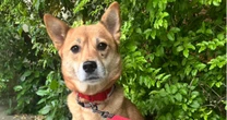 父犬も餌場も子どもも奪われて…母犬として賢明に生きてきた野良犬に保護活動家が伝えたいこと