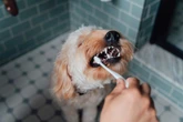 Só borsel en versorg jy jou hond se tande