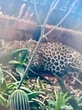 Dorp op sy hoede ná luiperd in tuin uitspan