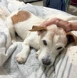 Getroue dierekind waak by sterwende polisieman in hospies in Bloem