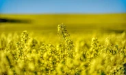 Goud net waar jy kyk: Die kanola blom in die Overberg
