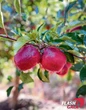 Dit was ’n rekordseisoen vir Flash Gala-appels