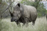 Vermeende stroper in Krugerwildtuin geskiet