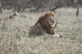 Krugerwildtuin: Nuwe naam vir dié ikoon ‘sal toerisme in die voet skiet’