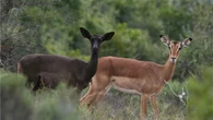 Polisieministerie moet R2 m. opdok oor wildslagting in 2015