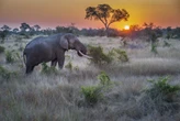 Krugerwildtuin: EFF nog ’n treë nader om naam te verander