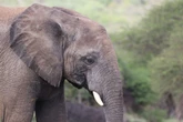 Olifant wat bewaarder deurboor, van kant gemaak