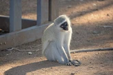 ‘Oulike’ aap byt vrou in Krugerwildtuin