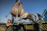 Tswale die olifant ná 36 j. in aanhouding vry in die Oos-Kaap