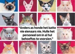 Prrr, my (s)kat