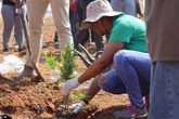 UV begin projek om binne vyf jaar 400 000 bome in SA te plant