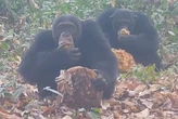 Descubren que un grupo de chimpancés salvajes de Guinea-Bisáu consume alcohol con regularidad