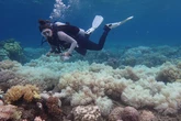 La muerte de corales en aguas templadas puede precipitar un efecto en cascada sobre el clima: "Es un escenario catastrófico para la humanidad"