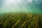 Las cremas solares alteran la captura de carbono de las praderas marinas, según un estudio