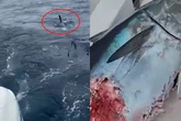 Preocupación por la llegada de tiburones blancos a las costas rusas del Lejano Oriente