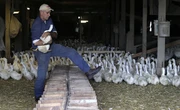Identifican las dos mutaciones que han ayudado al virus de la gripe aviar a hacerse más peligroso en Norteamérica