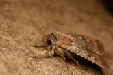 Una polilla australiana migra cientos de kilómetros cada año guiada por las estrellas