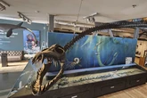 Descubren un nuevo y extraño monstruo marino prehistórico 'escondido' en un museo de Canadá