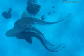 Dos machos y una hembra protagonizan la primera filmación de una cópula de tiburones leopardo, en peligro de extinción