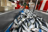 ¿Por qué es bueno comer sardinas de forma habitual y no sólo en verano?