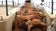 La crisis bovina de la dermatosis nodular en Cataluña pone ya en alerta a varias comunidades autónomas