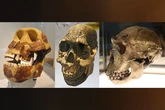 Los antepasados del hombre empezaron a comer plantas herbáceas 700.000 años antes de tener los dientes idóneos para comerlo