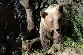 Del oso pardo español 'vegetariano' al carnívoro en Escandinavia: radiografía de su distribución por Europa