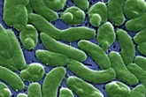 Cuatro muertos en Florida por una bacteria que vive en las aguas cálidas del mar y se alimenta de carne humana