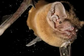 Graban por primera vez a un murciélago engullendo a un pájaro en pleno vuelo nocturno