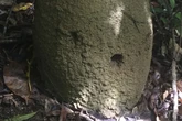 Termitas para salvar las selvas tropicales de Australia: "La gente pensaba que bastaba con plantar árboles"