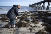 Un alga tóxica causa un desastre ecológico en Australia: se ha propagado por una superficie equivalente a La Rioja y ha matado a miles de animales