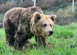 La osa Paca, símbolo de la recuperación de la especie, es sacrificada para evitar que sufra