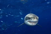 Un problema dental amenaza la carrera del tiburón como verdugo de los océanos
