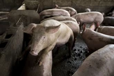 Crean cerdos modificados genéticamente para ser inmunes a la peste porcina clásica