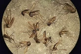 Muere una anciana en Italia tras contraer el virus del Nilo Occidental, que ya afecta a varias regiones del país