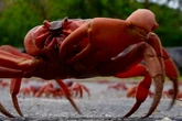 Millones de cangrejos rojos migratorios cruzan la isla Christmas para llegar al océano