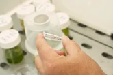 Una mujer de 82 años, segunda víctima mortal en 24 horas en Extremadura debido el virus del Nilo