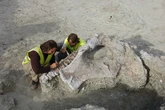 Los dinosaurios eran muy diversos y variados antes de extinguirse por un meteorito