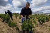 Los aranceles de Trump al campo español amenazan al vino, los dulces y el queso y mitigan su impacto en el aceite y la aceituna