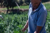 Cannabis medicinal: la esperanza para quienes sufren de dolor lumbar crónico.
