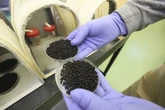 EEUU planea criar millones de moscas para combatir una plaga de gusanos carnívoros