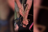 Descubren una nueva especie de insecto palo gigante en una remota selva de Australia