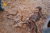 La Guardia Civil encuentra 32 perros muertos de hambre en una finca de Badajoz
