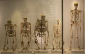 Dos grandes cambios en la pelvis humana permitieron a nuestros ancestros andar erguidos