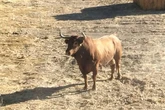 Alertan a la población de Brihuega (Guadalajara) y sus aledaños de la presencia de un toro perdido desde hace cinco días tras un festejo en Romancos