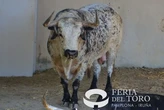 Todo preparado en Pamplona, la ciudad ya huele a Sanfermines: miles de personas visitan los toros en los Corrales del Gas
