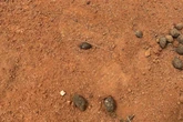 Gus, el niño de cuatro años desaparecido desde hace seis días en el desierto que mantiene en vilo a Australia