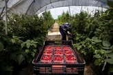 Casi la mitad de jóvenes del mundo trabaja en el sector agroalimentario, aunque en Europa no llegan a dos de cada 10