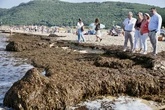 Recogidas 6.000 toneladas de alga asiática en las playas de Noja y Santoña (Cantabria), 4.000 en la última semana