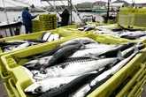 La UE acuerda con el Reino Unido que pescadores comunitarios puedan faenar en aguas británicas durante 12 años